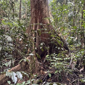 Birrar (red tulip oak) Walking Track