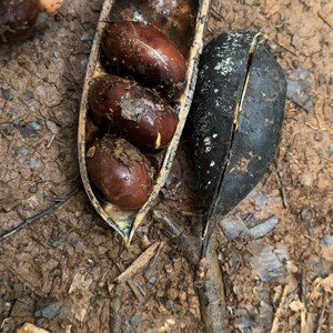 Birrar (red tulip oak) Walking Track