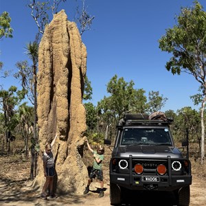 Giant termite mounds