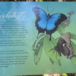 Butterfly Walk