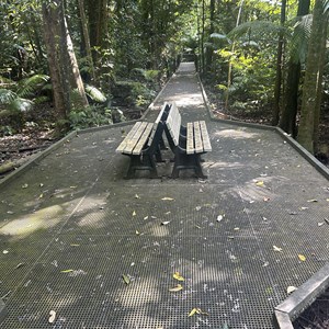 Rainforest Walking Track