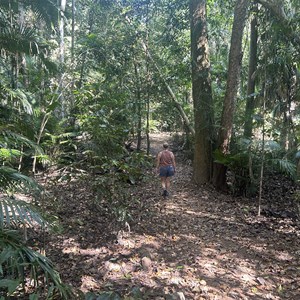 Rainforest Walking Track