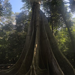 Broadwater Fig