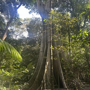 Broadwater Fig