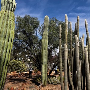 Bevans Cactus Nursery