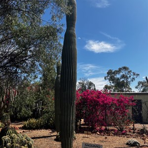 Bevans Cactus Nursery