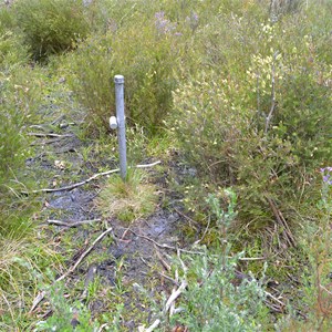 Hidden in the bushes