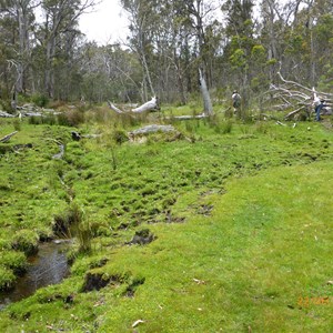Brumby damage to swamp