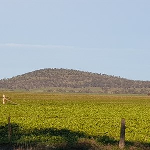 Mt Jeffcott as seen from the Wycheproof-St Arnaud Road (looking west)