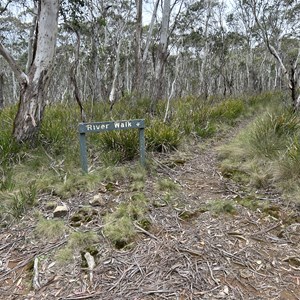 River Walk & Antarctic Beech Forest Track