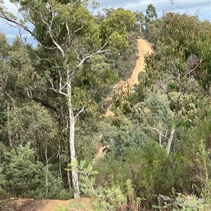 Masters Track just before it connects to Mitchells Track Howqua