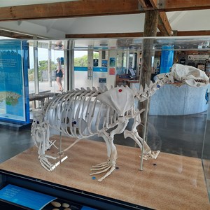 Seal skeleton