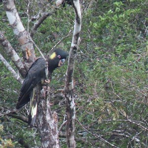 Yellow tailed black cockatoo