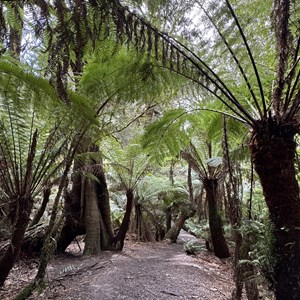 Mait’s Rest Rainforest Walk