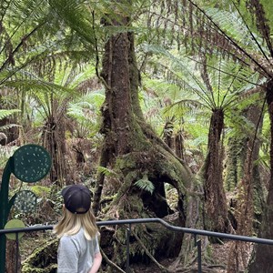 Mait’s Rest Rainforest Walk