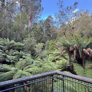 Mait’s Rest Rainforest Walk