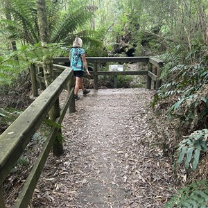The Big Tree Lookout