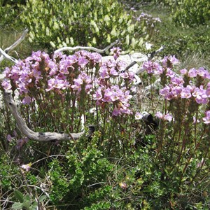 Wildflower cluster