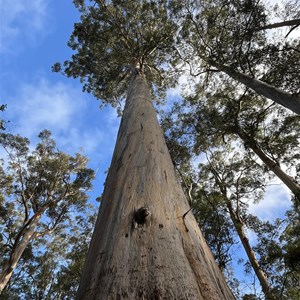 Walk Through Tree - Beedalup