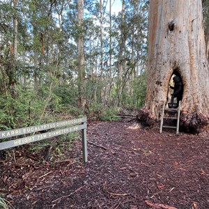 Walk Through Tree - Beedalup