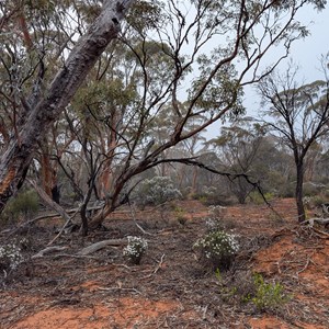 Free camp north Norseman