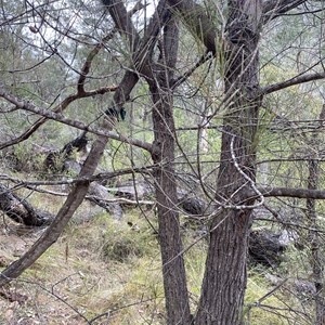 Paddy’s river reserve