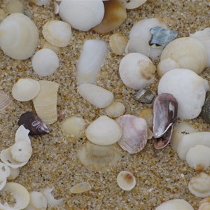 Sand and sea shells
