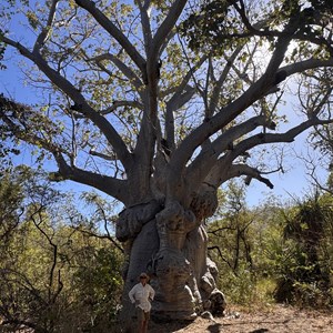 The Big Boab Tree