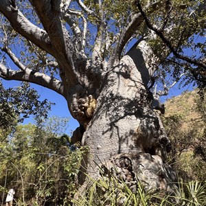 The Big Boab Tree