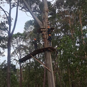 Tree climb