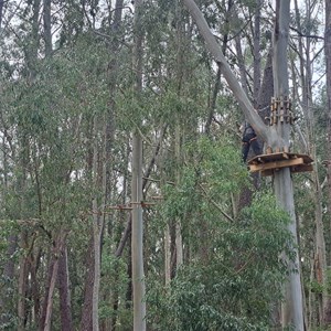 Tree climb