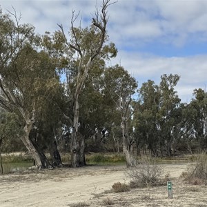 Campsite 20 Chowilla Game Reserve