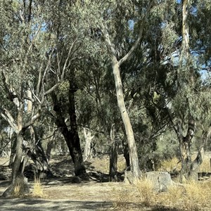 Campsite 17 Chowilla Game Reserve