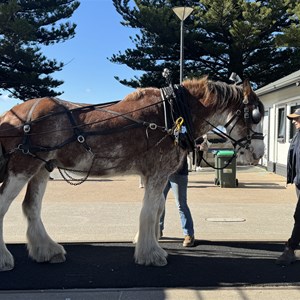 Victor Harbor Horsedrawn Tram