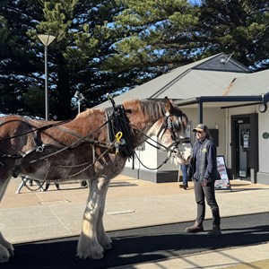 Victor Harbor Horsedrawn Tram