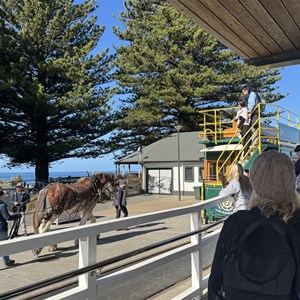 Victor Harbor Horsedrawn Tram