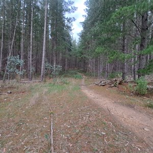 Tinjella trail