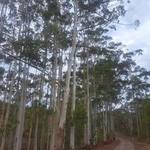 Tinjella trail