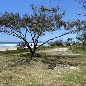 Teewah Beach Camping - Zone 5 North