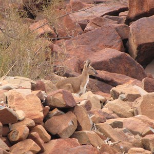 Wallaby blends in well