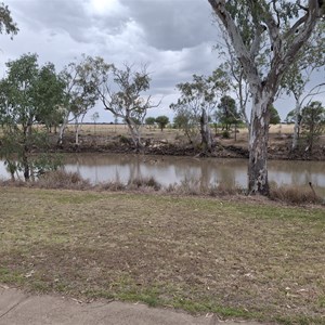 Brigalow Creek Meandarra