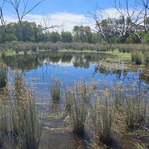 Oasis