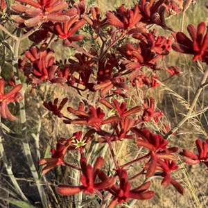 Ned’s Corner Free Camp