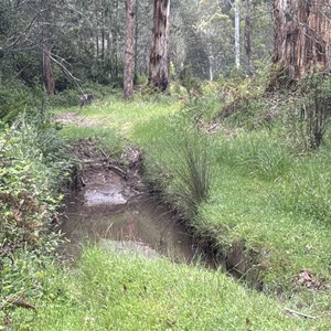 Pikes Flat Campground- Alternate