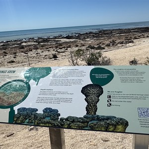 Hamelin Pool (Boardwalk Closed)