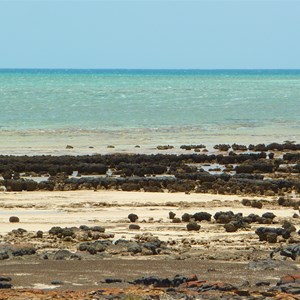Stromatoliti