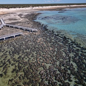 Hamelin Pool