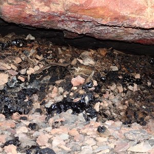 Wallaby Rocks - stick rat nest remains
