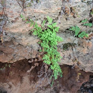 ferns at Wallaby Rocks