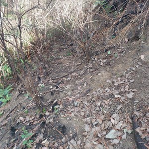 Wooden Trolleyway rail alignment